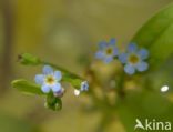 Waterforget-me-not (Myosotis palustris)