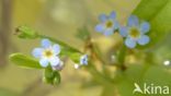 Waterforget-me-not (Myosotis palustris)