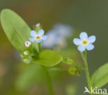 Waterforget-me-not (Myosotis palustris)