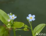 Waterforget-me-not (Myosotis palustris)