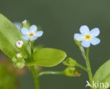 Moeras vergeet-mij-nietje (Myosotis palustris)