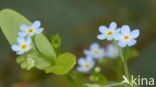 Waterforget-me-not (Myosotis palustris)