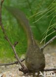 Common Spadefoot Toad (Pelobates fuscus)