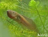 Knoflookpad (Pelobates fuscus)