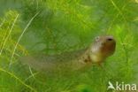 Common Spadefoot Toad (Pelobates fuscus)