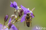 Europese Honingbij (Apis mellifera mellifera)