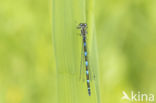 Variable Damselfly (Coenagrion pulchellum)