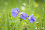 Beemdooievaarsbek (Geranium pratense)