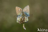 Icarusblauwtje (Polyommatus icarus)