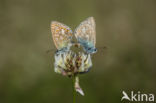 Common Blue (Polyommatus icarus)