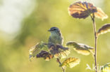 Willow Warbler (Phylloscopus trochilus)