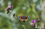 Red Admiral (Vanessa atalanta)