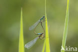 Blue-tailed Damselfly (Ischnura elegans)