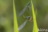 Blue-tailed Damselfly (Ischnura elegans)