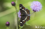 Landkaartje (Araschnia levana)