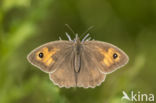 Meadow Brown (Maniola jurtina)