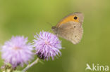 Meadow Brown (Maniola jurtina)