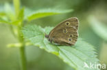 Ringlet (Aphantopus hyperantus)