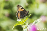 Kleine vos (Aglais urticae)