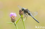 Black-tailed Skimmer (Orthetrum cancellatum)