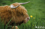 Highland Cow (Bos domesticus)