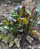 Beet & Sea Beet (Beta vulgaris)