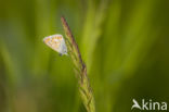 Common Blue (Polyommatus icarus)