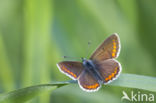 Common Blue (Polyommatus icarus)