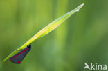 The Cinnabar (Tyria jacobaeae)