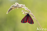 The Cinnabar (Tyria jacobaeae)