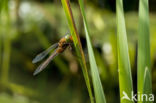 Northern Hawker (Aeshna isosceles)