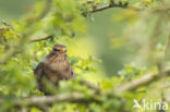 Merel (Turdus merula)