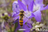 Marmelade Fly (Episyrphus balteatus)