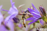 Marmelade Fly (Episyrphus balteatus)