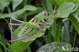 Wart-biter (Decticus verrucivorus)