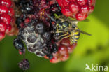 Gewone wesp (Vespula vulgaris)