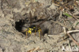 German yellowjacket (Vespula germanica)