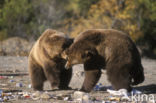 Kodiak bear (Ursus arctos middendorffi)