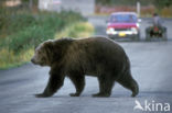 Kodiak bear (Ursus arctos middendorffi)