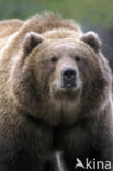 Kodiakbeer (Ursus arctos middendorffi)