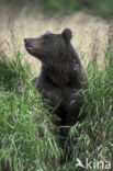 Kodiakbeer (Ursus arctos middendorffi)