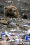 Kodiak bear (Ursus arctos middendorffi)