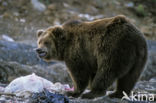 Kodiak bear (Ursus arctos middendorffi)