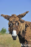 Poitou donkey (Equus asinus)