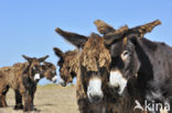 Poitou donkey (Equus asinus)