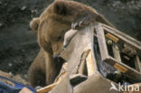 Kodiak bear (Ursus arctos middendorffi)