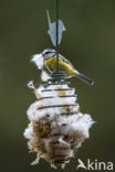 Blue Tit (Parus caeruleus)