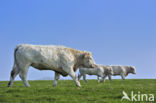 Charolais Koe (Bos domesticus)