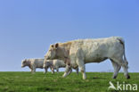 Charolais Koe (Bos domesticus)