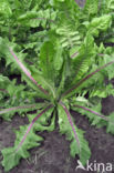 Koffiecichorei (Cichorium intybus var. sativum)